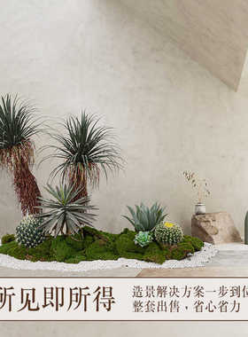 龙血树仿真植物沙生植物造景