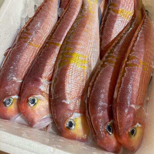 网潮舟山深海斧头鱼方头鱼新鲜海钓红马头鱼 特大赤甘鲷日料食材 - 图0