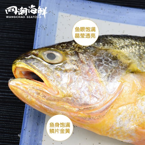 网潮 舟山生态黄花鱼深水圈养东极岛新鲜大黄鱼一条8两-1斤按条卖 - 图2