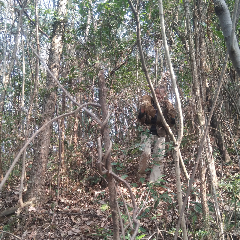 自产自销野生柴葛根片葛根解张家界富硒野生葛根片山野葛根包邮 - 图0