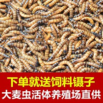 Great White Worm Big Specs 2 cm left and right Eight Gothic food Foods Wrens Feed Painting Brow Birds Eat Birds and Eat Bugs