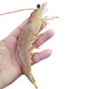 Zhanjiang fresh white shrimp