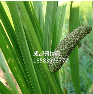 成都黄菖蒲苗水生植物花卉黄鸢尾湿地绿化水栽地栽工程绿化香蒲草-图1