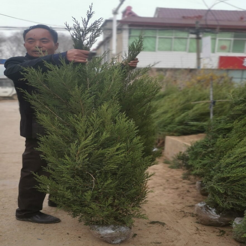 四季青墓地松 扫墓树苗松树苗松柏侧柏桧柏柏树蜀桧宝塔松 龙柏苗 - 图3