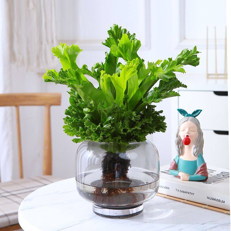 水培植物玫瑰竹芋苹果竹芋美丽竹芋鸟巢蕨室内桌面好养北欧风盆栽,淘宝优惠券,粉丝福利购,淘宝优惠卷