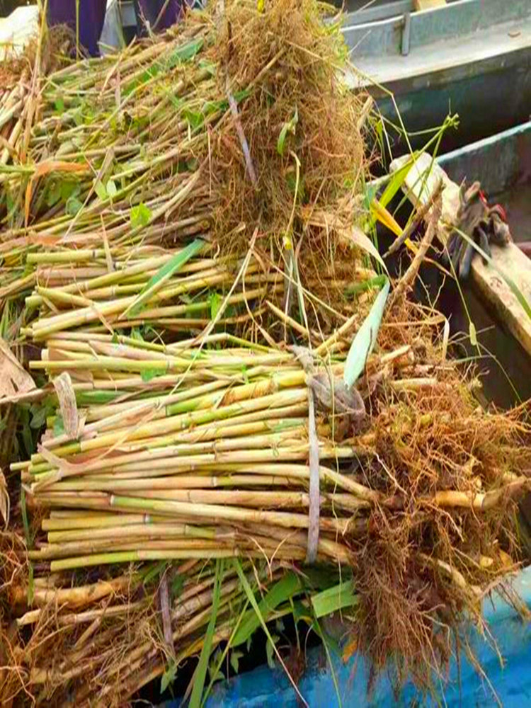 芦苇苗 根苗 水生植物 净化污水 水质 池塘绿化 岸边造景花卉新品 - 图1