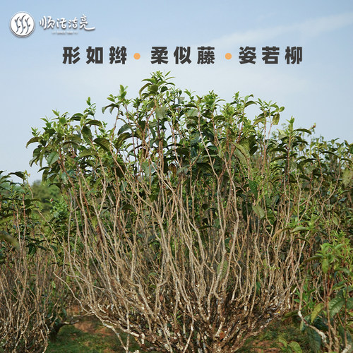 香气好甜度高 2017年藤条古树生茶饼云南普洱饼茶礼盒装玉沁 - 图0