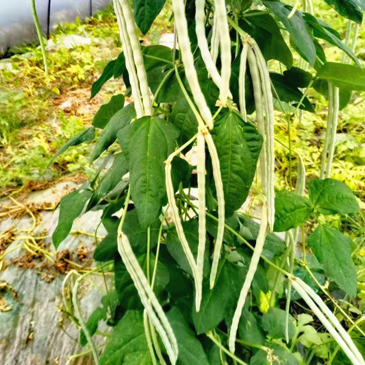 白露豇白胖豇豆种子甜糯肉江豆好吃豆角种籽架豆四川春夏季蔬菜孑 - 图3