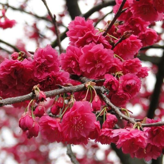 樱花树苗别墅耐寒庭院花园地栽重瓣樱花苗盆栽花树早樱染井吉野 - 图0