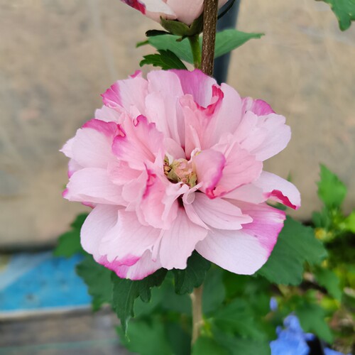 重瓣木槿花树苗阳台盆栽大花木槿庭院地栽棒棒糖北方耐寒花卉植物 - 图1