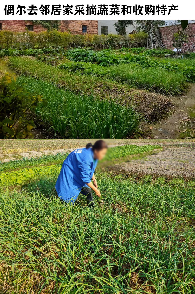 南方自种白萝卜江西家乡蔬菜萍乡市莲花县农家肥蔬菜5斤包邮-图2