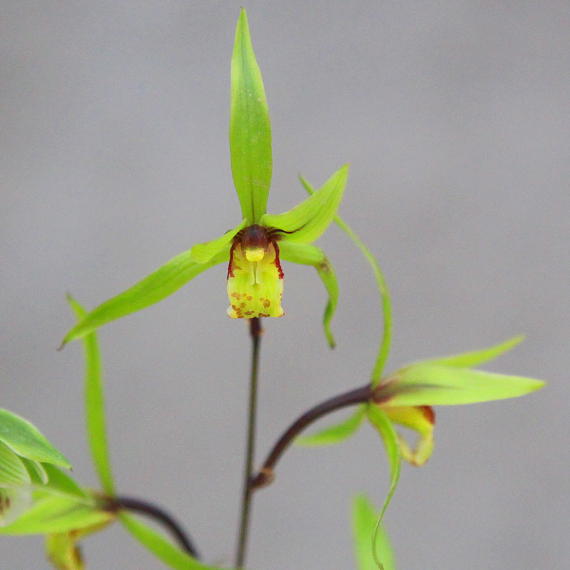 名贵兰花寒兰兰花细叶盆栽室内四季植物花卉绿植兰草-图1