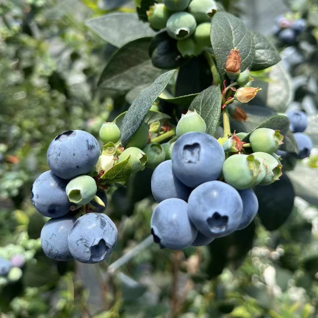 丹东蓝莓鲜果500g甜蓝莓大果同城当季新鲜孕妇水果非野生精品蓝莓 - 图3