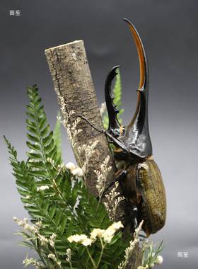 森林巨霸长戟大兜无th%fgylo虫毛虫象型甲虫昆标本微景观玻璃摆巨