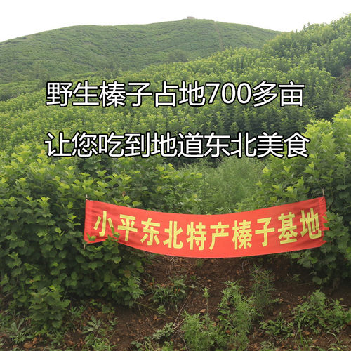 东北野生铁岭开口榛子生的小榛子生榛子山榛子野山开原特产原源香 - 图0
