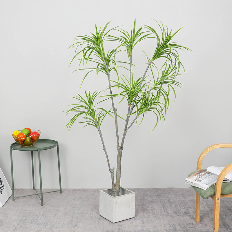 龙铁树盆栽植物大 新人首单立减十元 21年8月 淘宝海外