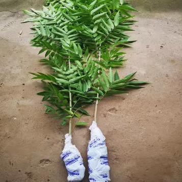 镇宅风水宝树阳台盆栽庭院植物无患菩提子小苗黄金树苗保平安 - 图1