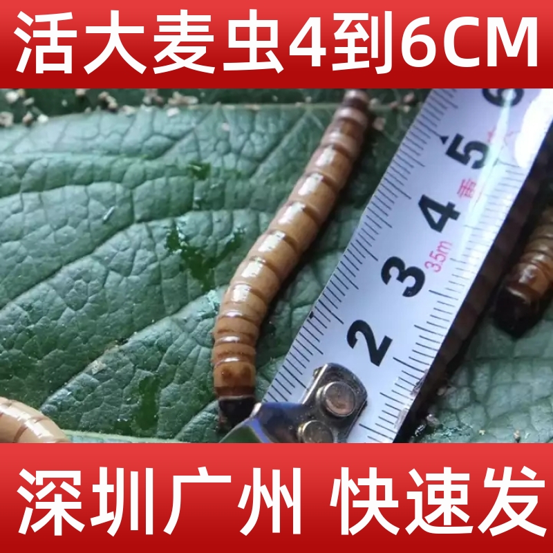大麦虫佛山活体黄粉虫面包虫活虫八哥画眉鸟仓鼠蜥蜴宠物饲料鱼饵 - 图0
