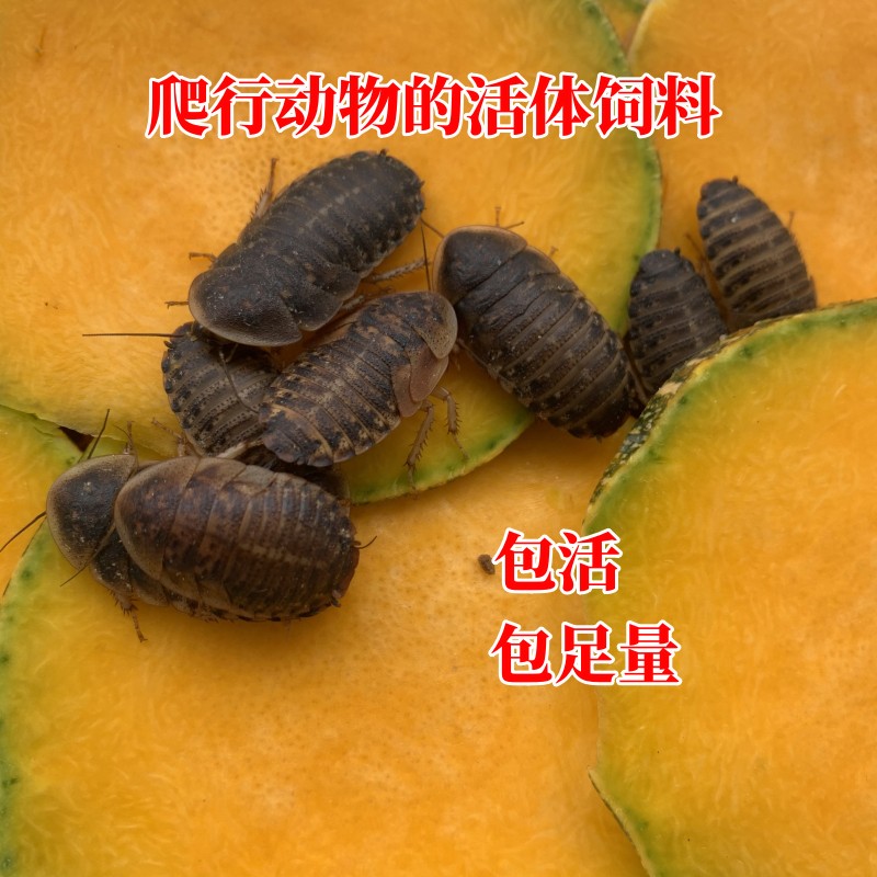 商品详情图片