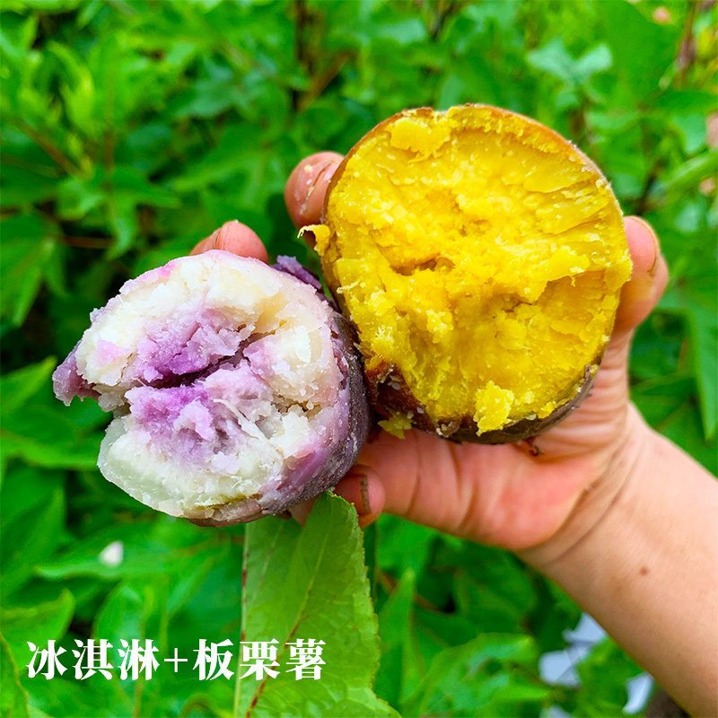 网红冰淇淋新鲜混搭广东板栗红薯 享康食品番薯