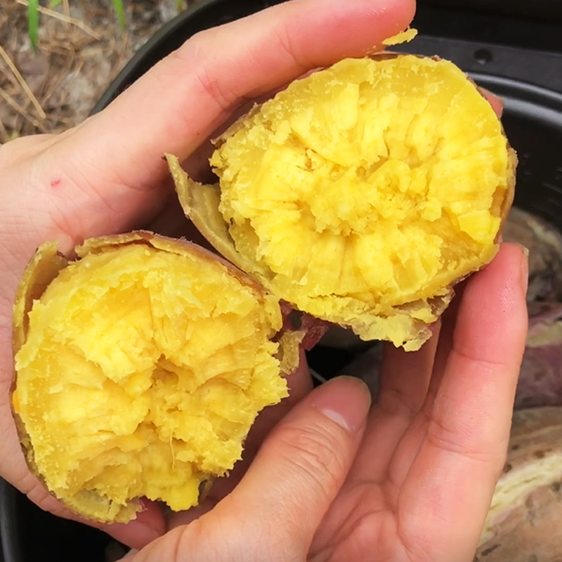 网红冰淇淋新鲜混搭广东板栗红薯 享康食品番薯