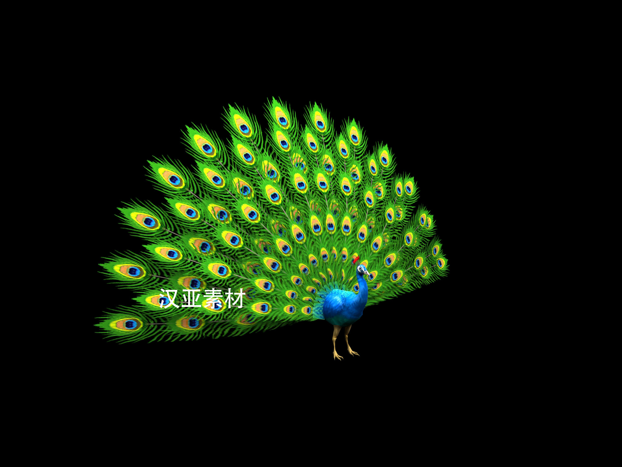 孔雀三维模型3dmax素材孔雀开屏3dmax模型孔雀3d模型孔雀3d素材