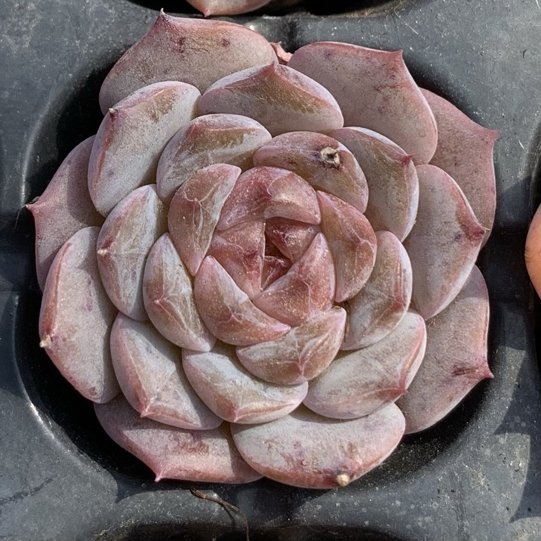 【七总】多肉，糖心杂交，血斑暗纹冰糖纯爱女王冰魄麦秆一物一拍,淘宝优惠券,粉丝福利购,淘宝优惠卷