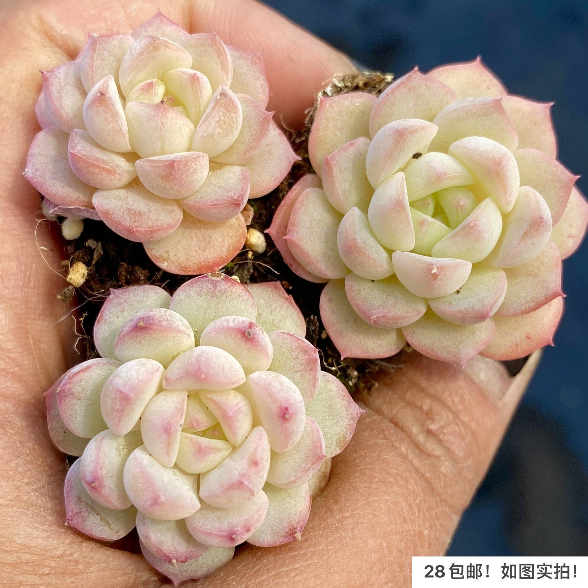 【七总】新品杂交个体麦秆女王冰玉白杂暗纹糖心独家培育巫拉拉,淘宝优惠券,粉丝福利购,淘宝优惠卷