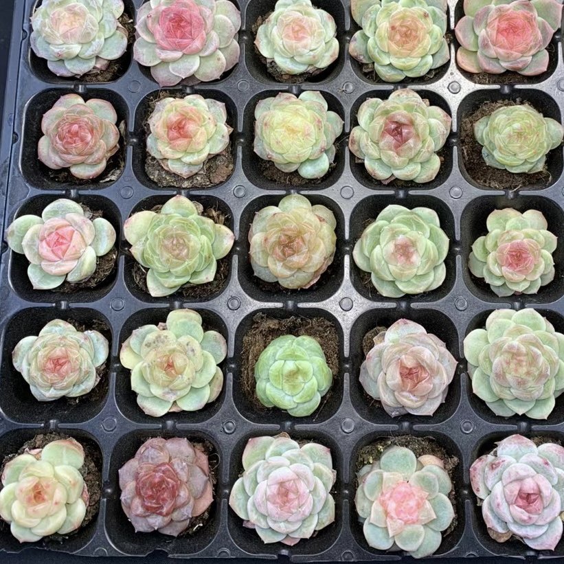 【七总】多肉，糖心杂交，血斑暗纹冰糖纯爱女王冰魄麦秆一物一拍,淘宝优惠券,粉丝福利购,淘宝优惠卷