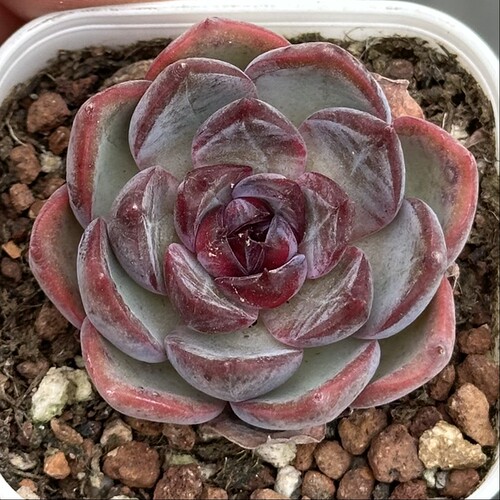 【七总】多肉，黑橙墨玉暗纹紫色黑色紫水晶橙梦露杂一物一拍 - 图1