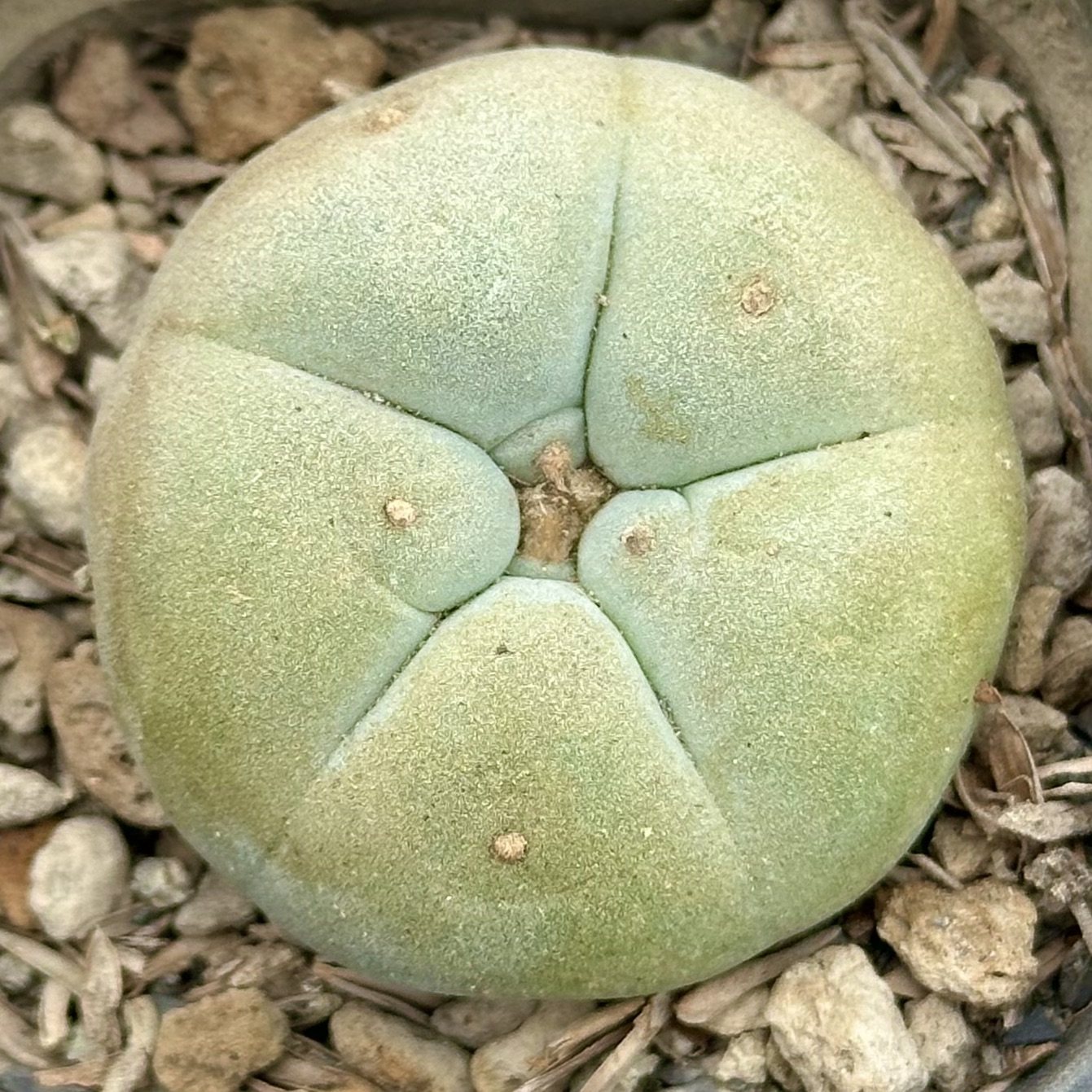 【七总】多肉，海鲜球，单头草球仙人球大颗防辐射开花一物一拍,淘宝优惠券,粉丝福利购,淘宝优惠卷