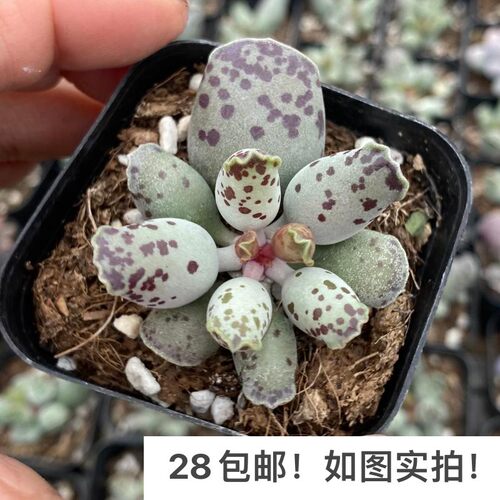 【七总】多肉，海豹，水泡群生白肌单头大颗，状态稀有美观便宜 - 图3