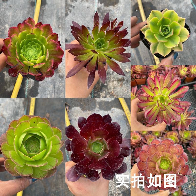 【七总】多肉植物组合新手特价法师吉娃娃梦露紫乐桃蛋麦秆超值 - 图0