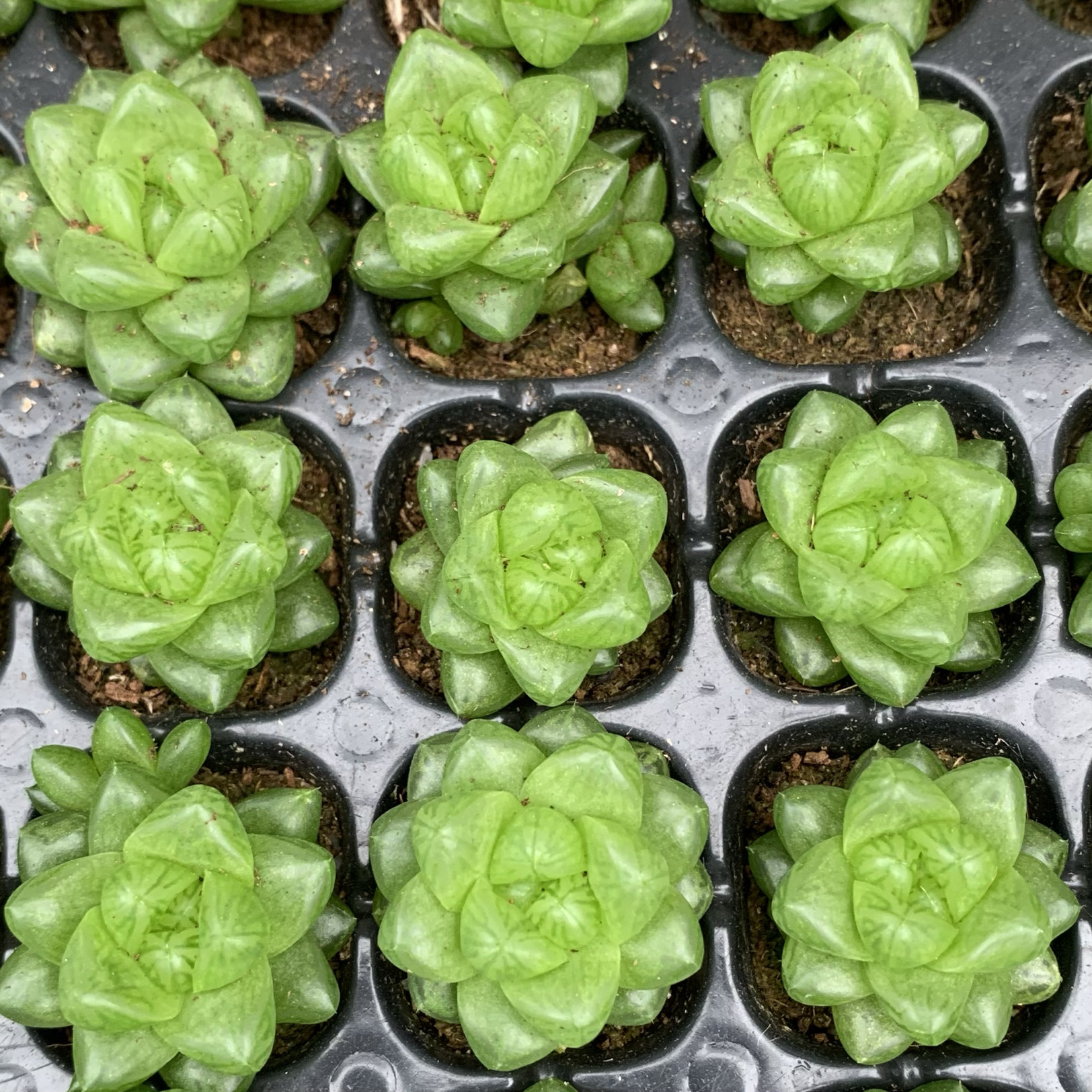 【七总】多肉，姬玉露，雪花玉露寿元宝芦荟十二卷状态好养便宜,淘宝优惠券,粉丝福利购,淘宝优惠卷