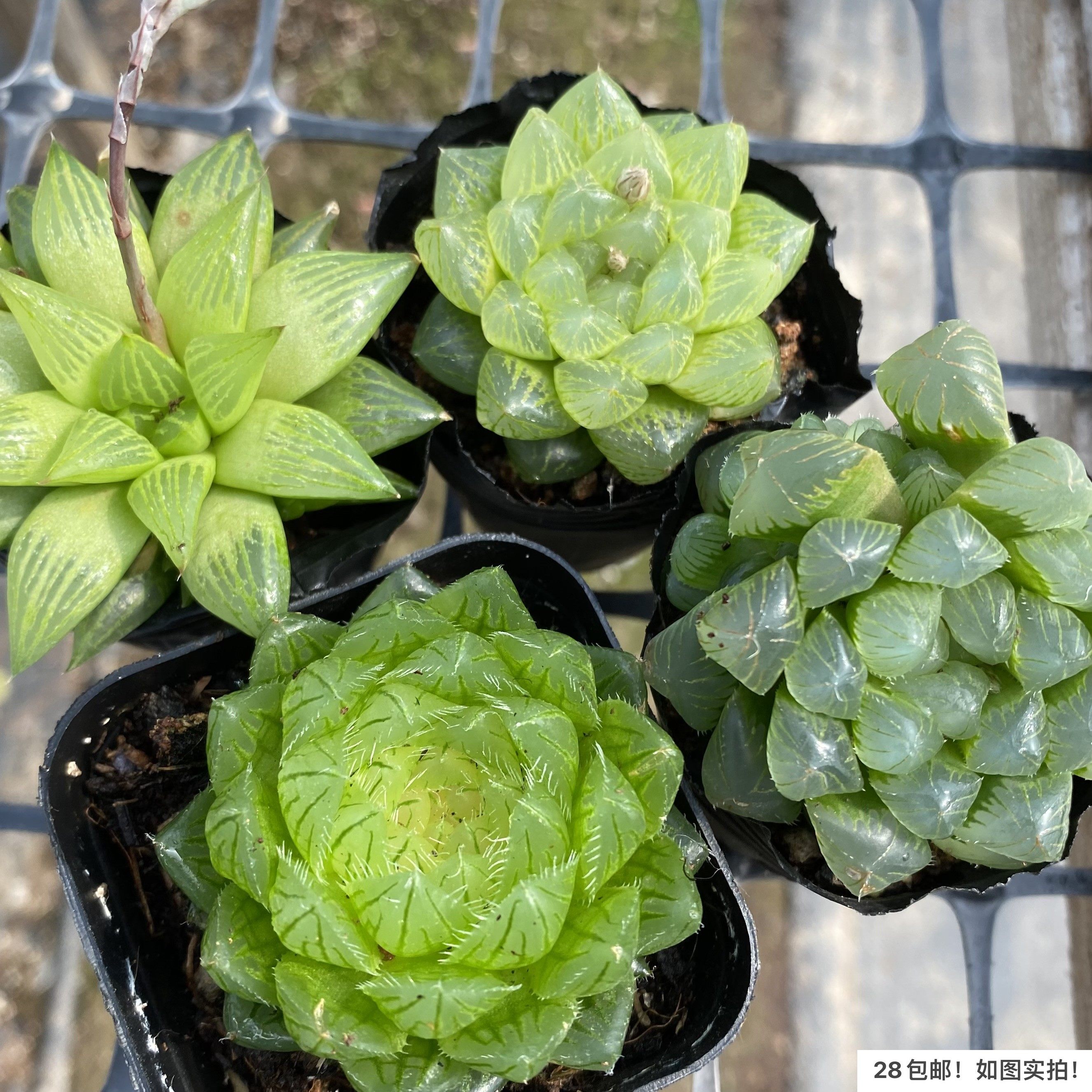 【七总】多肉，姬玉露，雪花玉露寿元宝芦荟十二卷状态好养便宜,淘宝优惠券,粉丝福利购,淘宝优惠卷