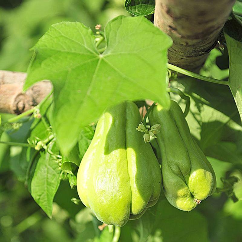 佛手瓜秧苗高产爬藤水果炒菜菜园寿光蔬菜秧苗瓜苗盆栽四季种植菜-图0