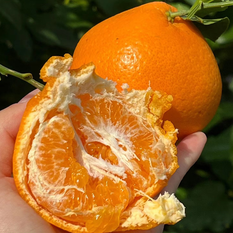 【特大果彩箱】正宗四川春见粑粑柑橘子新鲜水果现摘现发丑桔子,淘宝优惠券,粉丝福利购,淘宝优惠卷