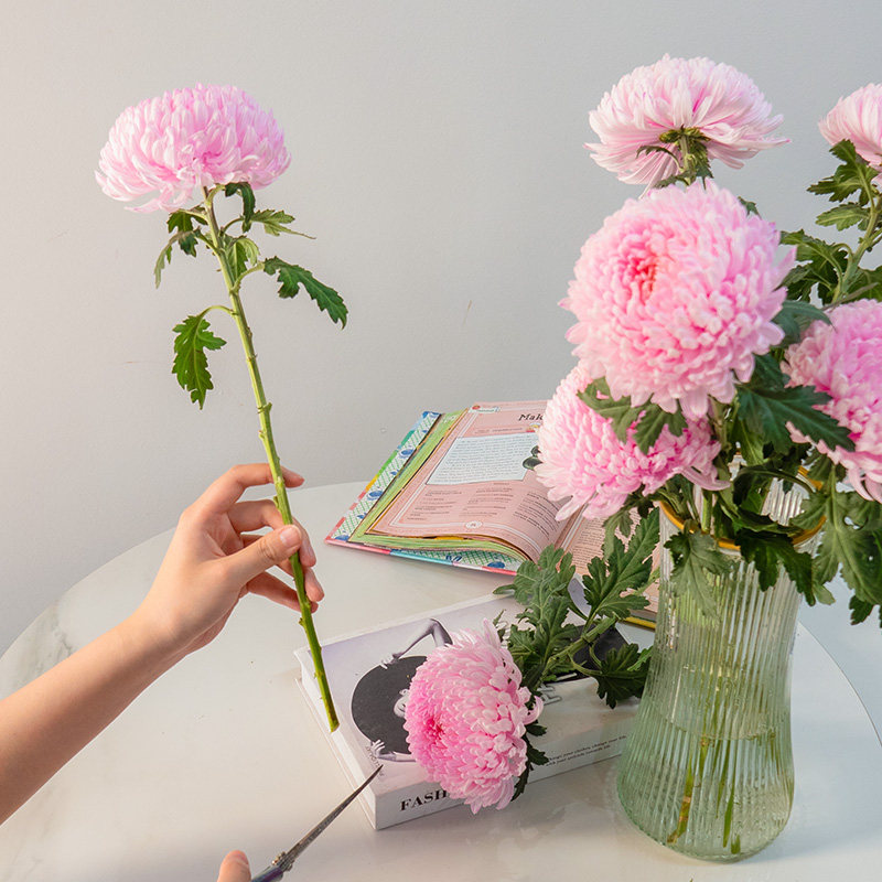 青花瓷牡丹菊粉色牡丹菊鲜花云南基地直发水养瓶插花吸色,淘宝优惠券,粉丝福利购,淘宝优惠卷