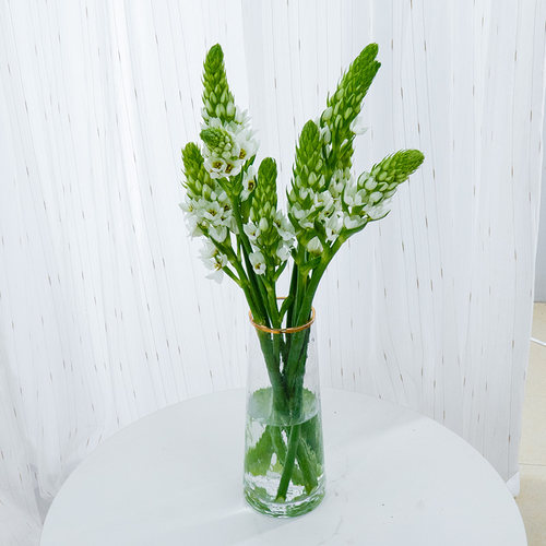 绿毛球圣心百合雀梅鲜花云南基地直发鲜切花束小众草花配草 - 图1