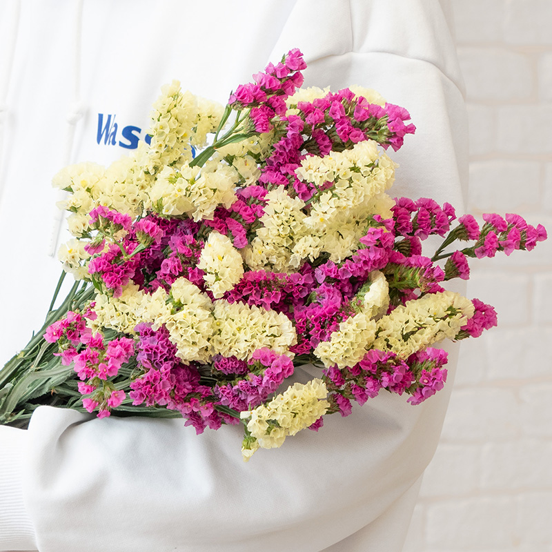 勿忘我干花云南昆明基地直发天然风干真花大花束装饰插花客厅摆设 - 图0