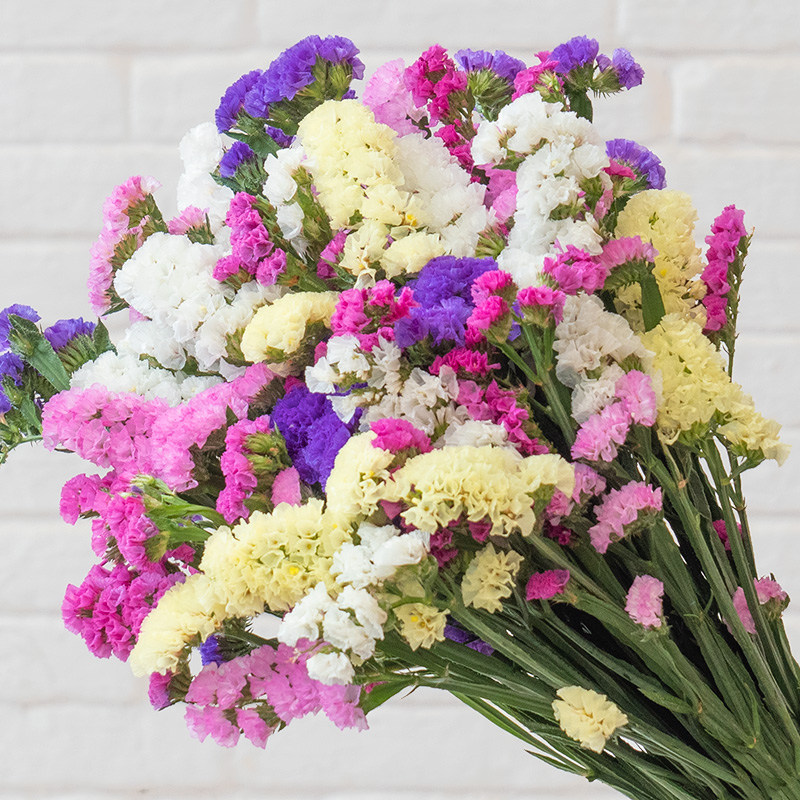 勿忘我干花云南昆明基地直发天然风干真花大花束装饰插花客厅摆设 - 图2