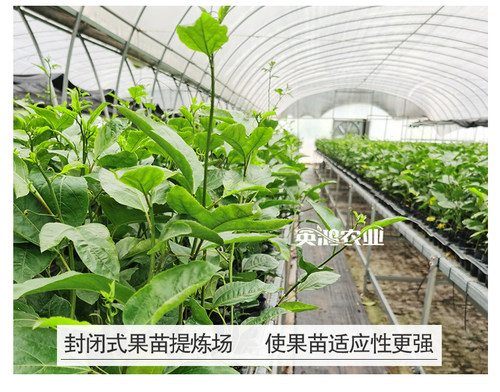 广西百香果苗纯香甜黄金百香果树钦蜜9号嫁接苗当年四季不断结果 - 图2
