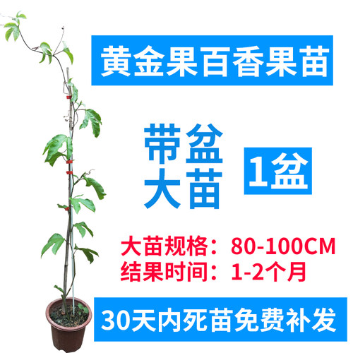 广西百香果苗纯香甜黄金百香果树钦蜜9号苗嫁接苗爬藤盆栽四季 - 图2