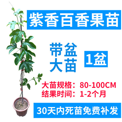 广西百香果苗纯香甜黄金百香果树钦蜜9号苗嫁接苗爬藤盆栽四季 - 图3