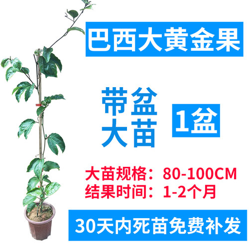 广西百香果苗纯香甜黄金百香果树钦蜜9号苗嫁接苗爬藤盆栽四季 - 图1