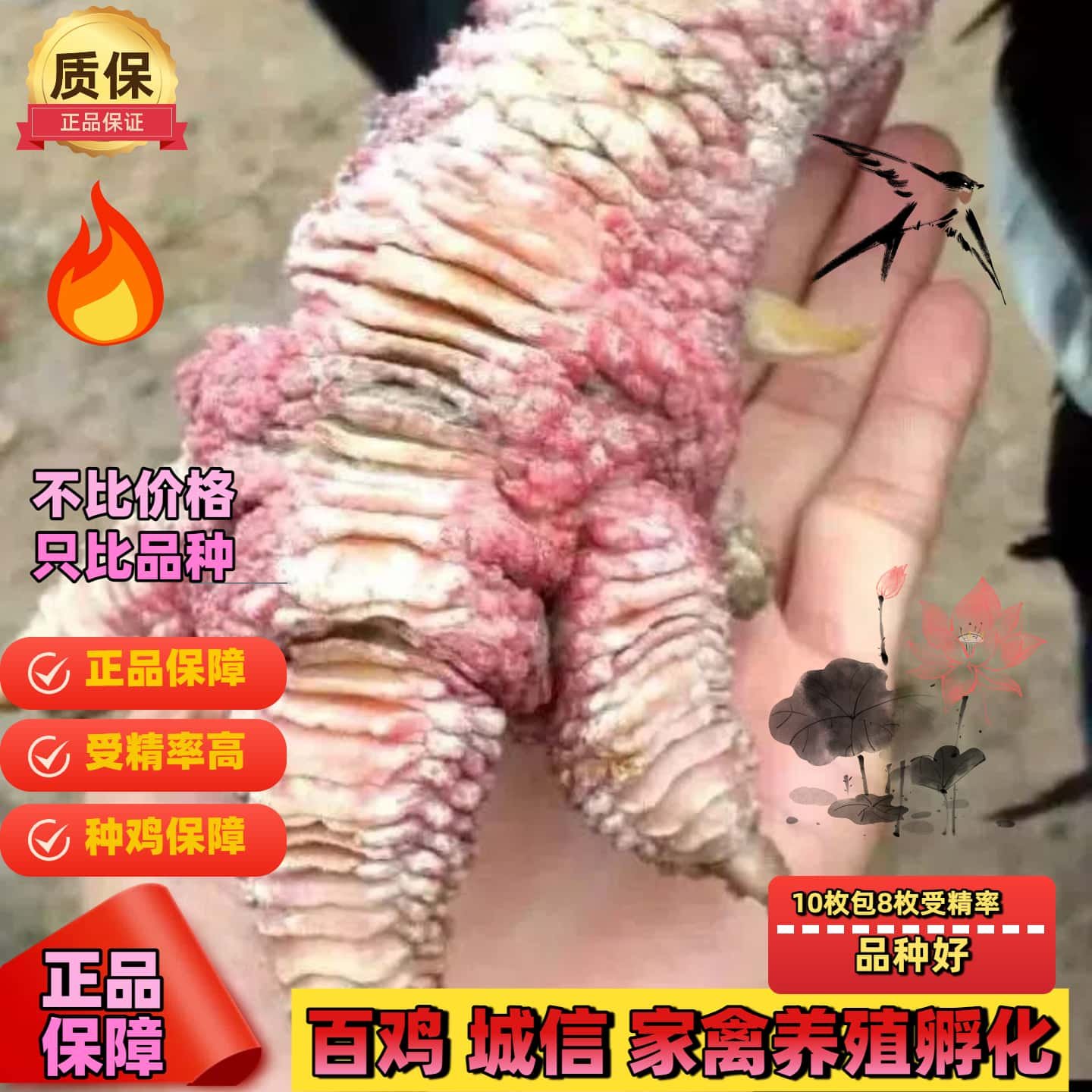 纯种越南东涛鸡种蛋受精蛋可孵化 东涛鸡 粗腿鸡大脚鸡观赏鸡大型,淘宝优惠券,粉丝福利购,淘宝优惠卷