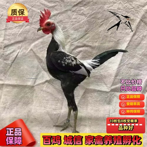 摩登门鸡活体观赏鸡授精种蛋可孵化摩登门小鸡活苗进口玲珑宠物鸡 - 图0