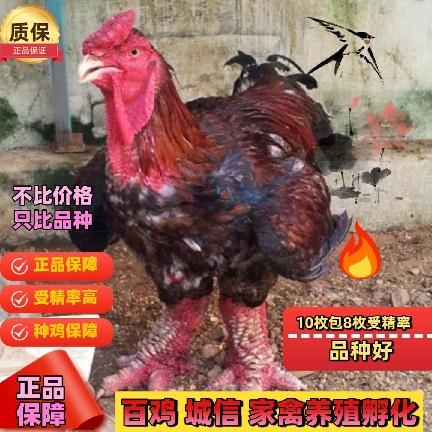 纯种越南东涛鸡种蛋受精蛋可孵化 东涛鸡 粗腿鸡大脚鸡观赏鸡大型,淘宝优惠券,粉丝福利购,淘宝优惠卷