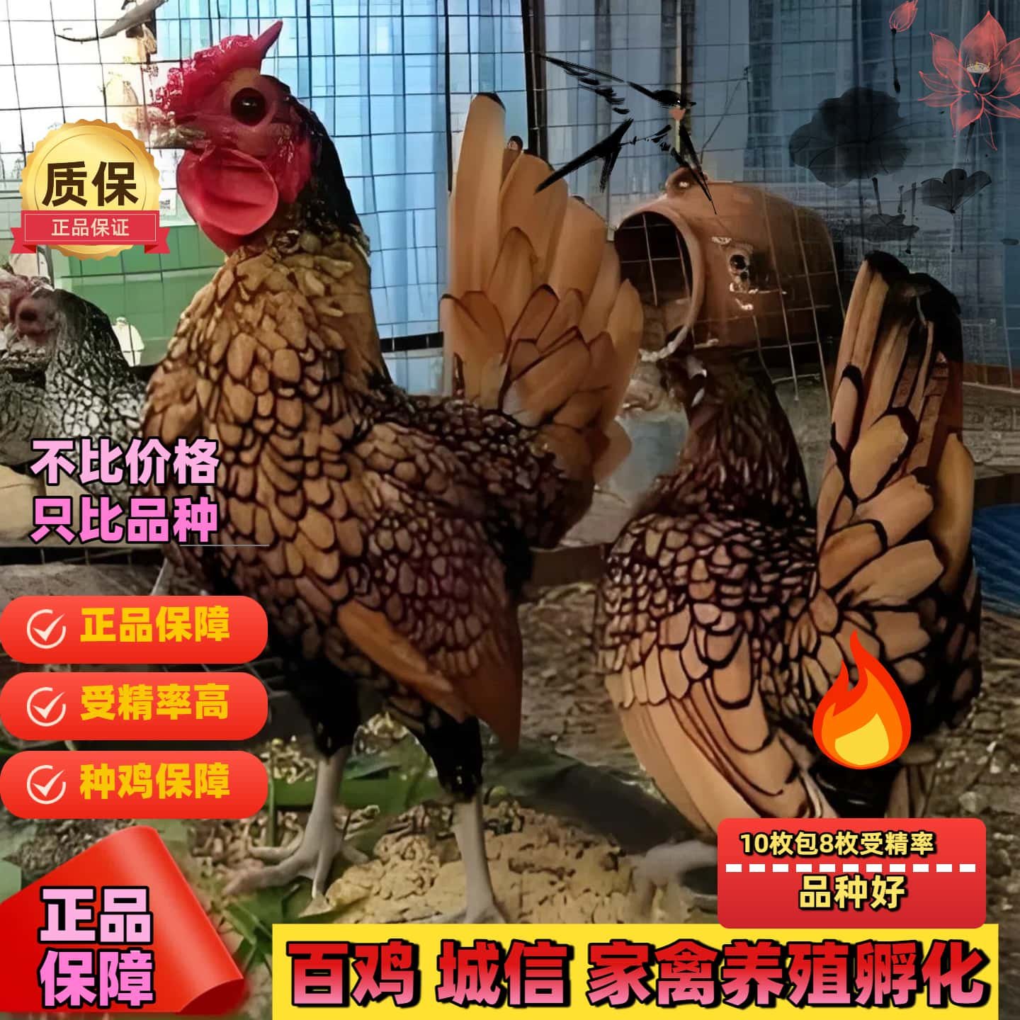 纯种波兰鸡受精蛋观赏鸡宠物波兰鸡可孵化受精种蛋包破损包受精,淘宝优惠券,粉丝福利购,淘宝优惠卷