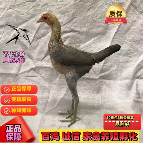 摩登门鸡活体观赏鸡授精种蛋可孵化摩登门小鸡活苗进口玲珑宠物鸡 - 图2